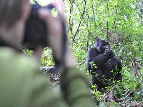 Exhilarating Gorilla Trekking Experience